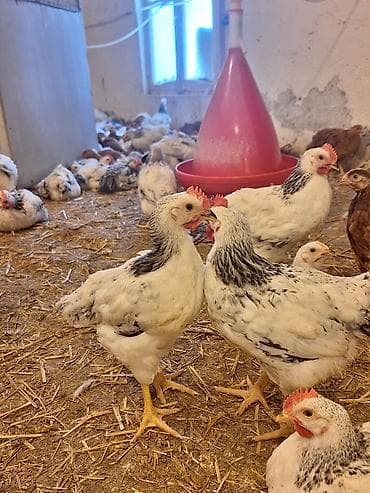 Keçilər, çəpişlər: Toyuq cücələri, Ətlik, Pulsuz çatdırılma — 2