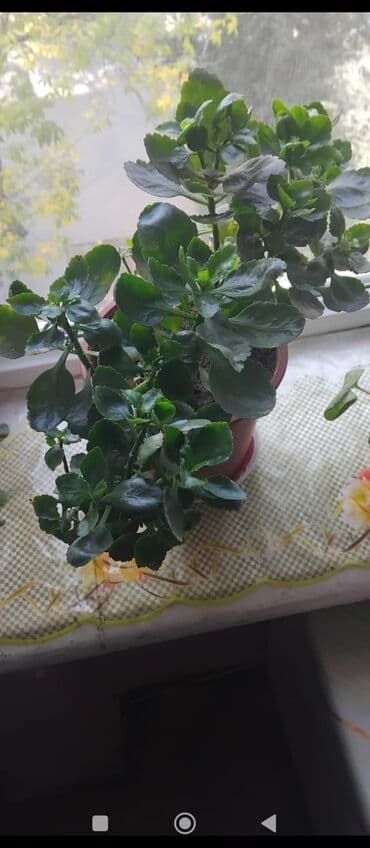 Məhsul: Otaq gülləri (saksıda) Təsvir: - Şəkillərdə müxtəlif