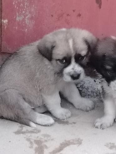 İtlər: 1 ay, Erkek, Pulsuz çatdırılma — 1