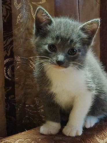 pişim: Britan, Erkək, Dişi — 9