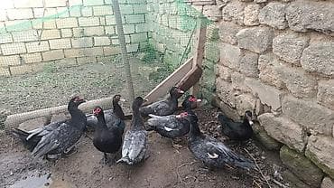 kənd heyvanları: 60 ədəd var 
heyvanlar təmiz Qandi yerində baxa bilersiz — 3