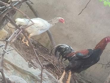 ucuz pitbul: Bu ki təmiz heyratılar satılır xoruz Tayland*Türk qarışığıdır, diside — 4