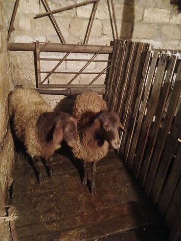 balaca it adlari: Iki ədəd qızıl qulaq cinsi quzular satıram ikisidə dişidi yaxşı kök — 2