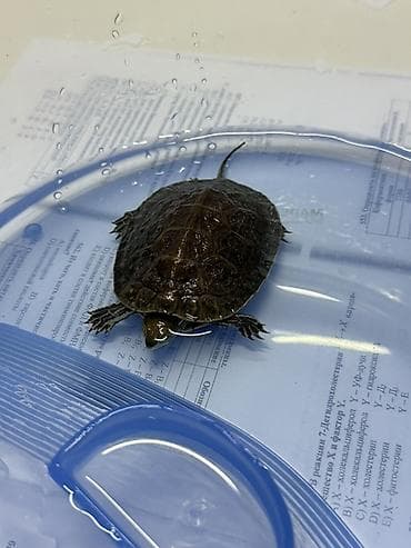 Akvariumlar: Tısbağa akvariyumu ilə birlikdə satılır çox ucuz qiymətə. Çox — 6