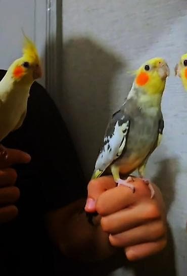 tük tökən spreylər: Dansir 5 6 soz deyir isdeynem elaqe saxlaya bilier catrilma var — 2