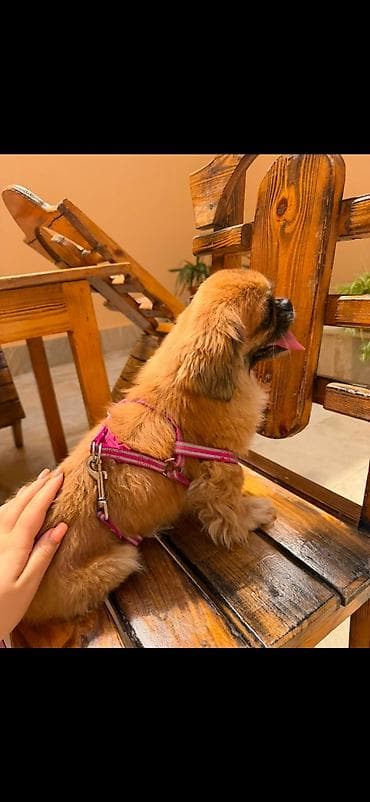 pekines bala: Pekines — 3
