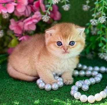 pisiy: Şotland — 5