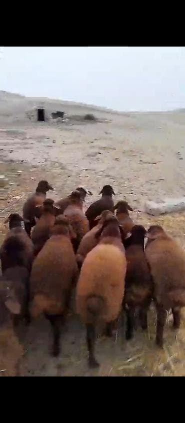 quş satılır: Damazlıq quzular satılır super qırmızı quzular sağlam heyvandı — 5