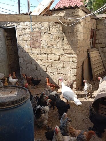 yevlax iş: Satılır. Təcili deyil. Diqqətlə oxuyun zəhmət olmasa.Ev kanal — 44