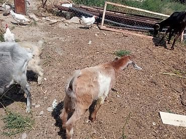 K/t heyvanları və malları: Quzu və çəpilər kəsimlik var.Hələb Sani yerli ana-bala keçilər — 10