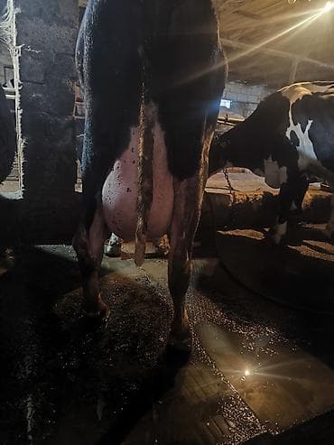 yumurta qoyan heyvanlar: Süd istiqamətli inək sürüsü - Şəkillərdə iri sağmal inəklər görünür; — 4