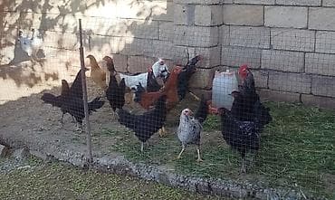 Yemeli beceler hamisi birce satilir.
4 xoruz 13 fere