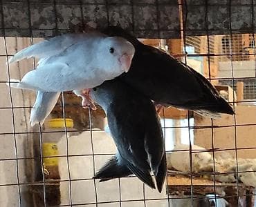 papuqay qefes: Folpus varabinniy papuqay dünyanın ən balaca tutu quşusu ən balaca — 2