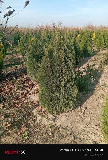 meyvə ağacı: Məhsul: Meyvə ağacı tingləri (fidanlar) Təsvir: - Açıq sahədə — 5