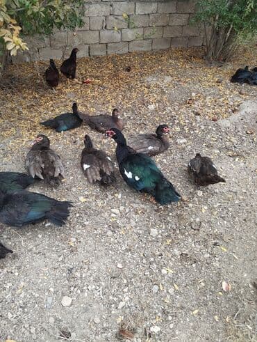 Heyvanlar üçün mallar: Amerkan zumrudu lala ordeklerin 5 Ayliq ve 4 Ayliq balalari satilir — 6