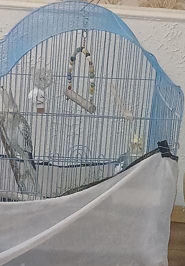 попугай жако купить в баку: 2 QƏFƏS SU QABLARI GÜZGÜ BİR SÖZLƏ TAM AKSESUARLARINymph paraket — 8