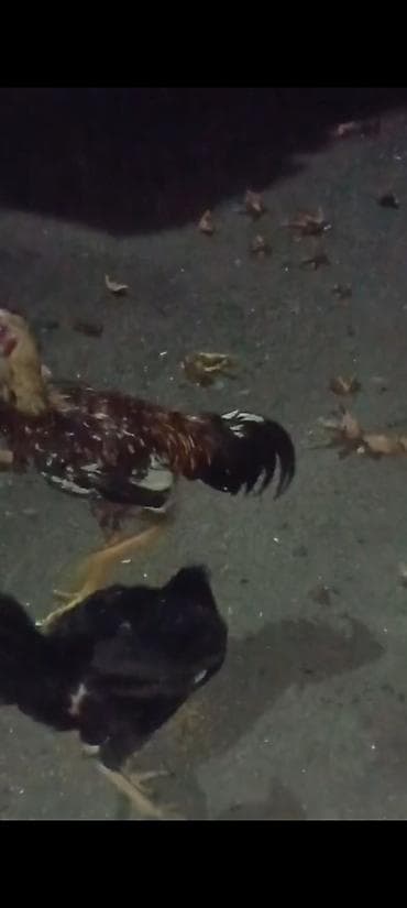 qara toyuq: Məhsul: Ev quşu – xoruz Təsvir: - Şəkillərdə görünen yerli tip xoruz — 6