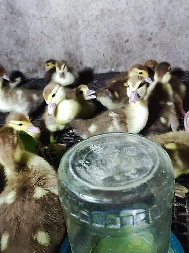 kuban qaz: Qaz cücələri, Damazlıq, Ünvandan götürmə — 2