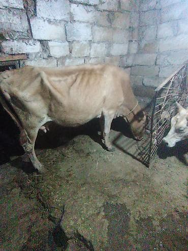 pitbull tap az: Dişi, il: 5, 260 kq, Damazlıq, Südlük — 1