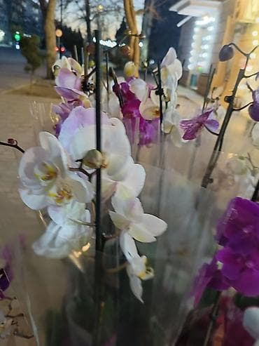 dekorativ işıq: - Rənglər: ağ, açıq bənövşəyi, çəhrayı və tünd bənövşəyi tonlar - Hər — 4