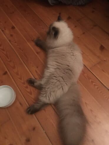 cütleşdirilir: Şotland, Erkək — 2