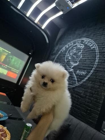 pomeranian: Şpitz, 2 ay, Erkek, Ünvandan götürmə — 1
