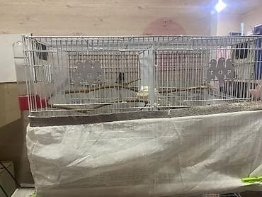 Geyimlər: Salam Terqizme quwlar ve qefes satilir 3 eded bolunen qefes — 3