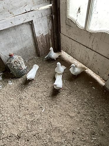 Птицы: Salam bes dene cılmaq aglardır 19 quyruqdan 16 quyruqa kimi 2 erkek 3 — 2