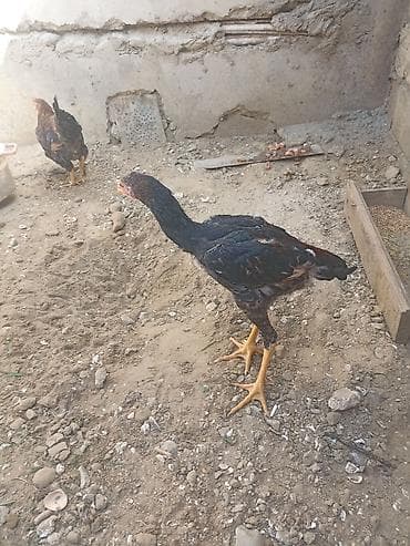 Toyuq cücələri, Ətlik