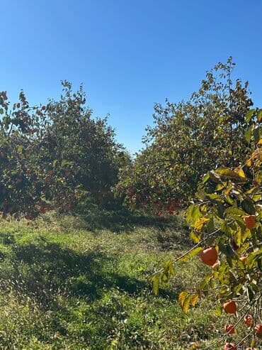 İçkilər: Xurma bağı – ağaclardan təzə yığım - Məhsul: Şirin, iri və ətli xurma — 4