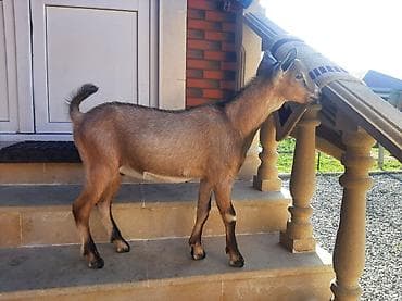 heyvan bazarı: Salam Allah hamının malına bərəkət versin.Alpin-sani — 7