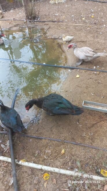 kayuqa ördək: Muscovy ördəkləri (indoutka) – müxtəlif rənglərdə - Növ: Muscovy — 4