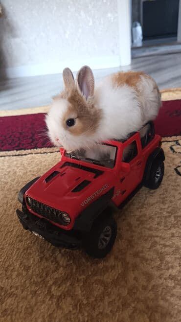 toyuq cücə satışı: Dovsan balalari topdan Ve tek satilir. Yerli ve cins balalar — 10