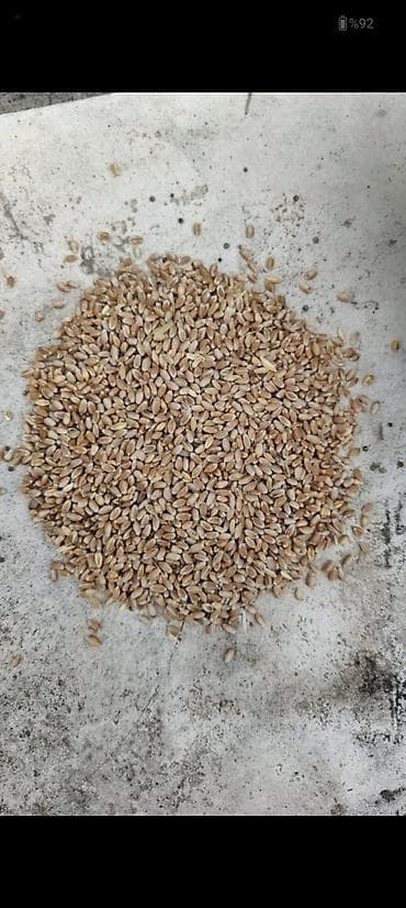 Keçilər, çəpişlər: Məhsul: (buğda və arpa)

Təsvir:
- Təmiz arpa və buğda məhsulları var — 2