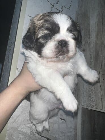 купить собаку болонку: Пекинес, Самка, Самовывоз — 7