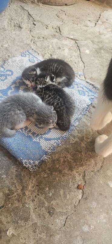 sort pisikler: Yaxşı əllərə — 2