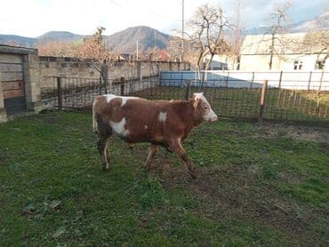 Mal-qara: Salam alekum. smental danadi. 8 ayliqdi — 2