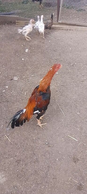 Ördəklər: Xoruz, il: 1 — 1