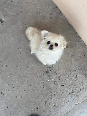 ev iti satisi: Pekines, 1 ay, Erkek, Peyvəndli — 4