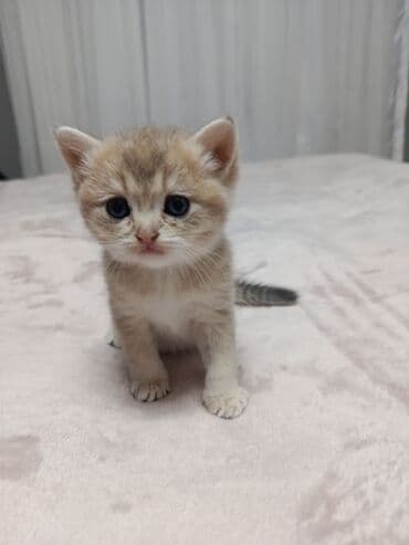 arı şəkilləri: Qızıl şinşilla, Yaxşı əllərə, Pulsuz çatdırılma — 4