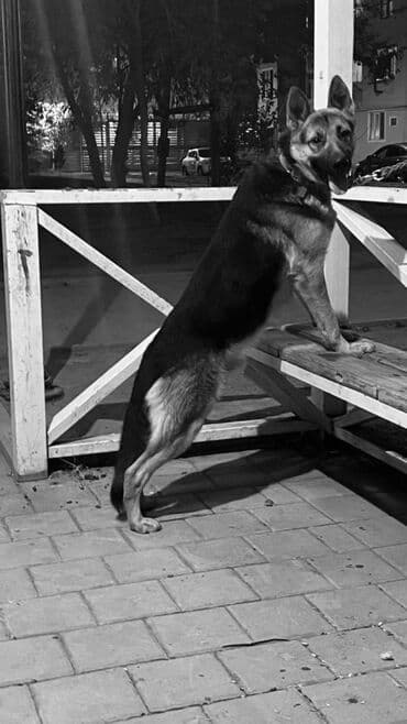 qara pitbull: Alman çoban iti, 11 ay, Erkek, Ünvandan götürmə — 1