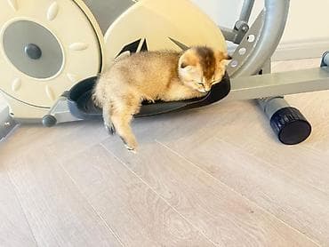 yastı qulaq: Britan yastı qulaq — 7