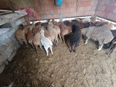 cins ineklerin qiymeti: Salam aleyküm ünvanımz binə atclk qiymet 200 den başdıyır 280 kimi — 14