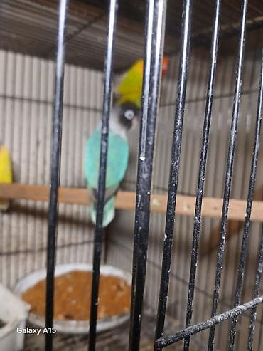 qus iran: Məhsul: Sevgi papağanları (Agapornis) Təsvir: - Rəngarəng sevgi — 1