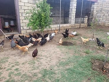 Toyuq, Damazlıq, Ünvandan götürmə lalafo.az -da Toyuq, Damazlıq, Ünvandan götürmə