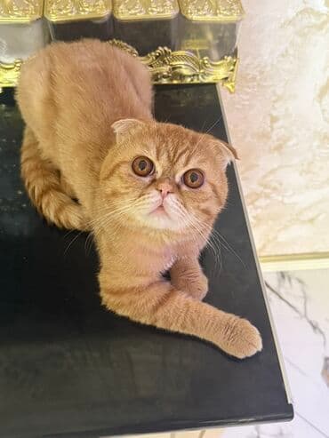 siam pişiyi qiyməti: Şotland yastı qulaq — 1