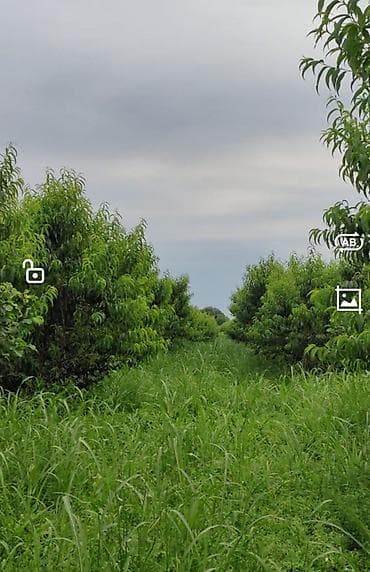 Земельные участки: 320 соток, Для сельского хозяйства, Собственник, Купчая — 3