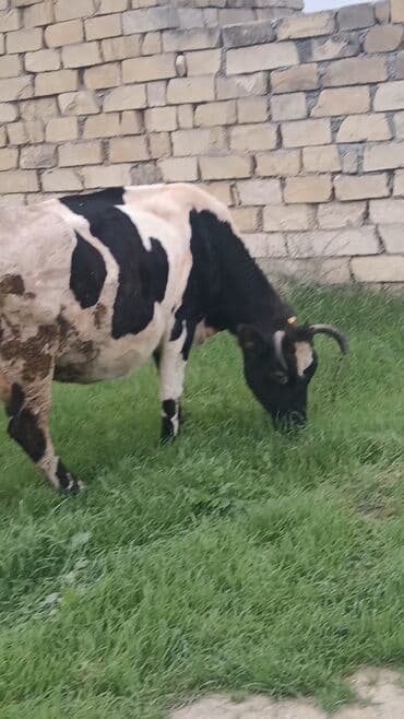 Saxlama və damazlıq üçün inək - Növ: Qara-ağ ləkəli inək (iki lalafo.az -da Saxlama və damazlıq üçün inək - Növ: Qara-ağ ləkəli inək (iki