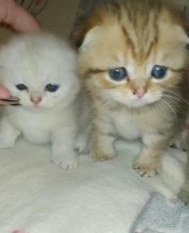 qax heyvan: Шотландская — 8