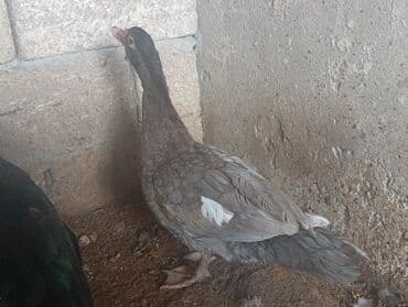 kənd cucələri: Erkək, | Lal ördək, Ətlik, Ünvandan götürmə — 6